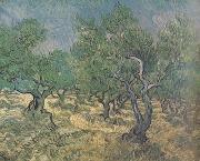 Vincent Van Gogh, Olive Grove (nn04)